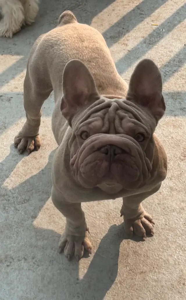 BOULEDOGUE FRANCAIS / FRENCH BULLDOG in Dogs & Puppies for Rehoming in Laval / North Shore - Image 6