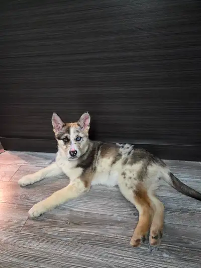Nous cherchons la famille idéale pour notre femelle husky x alsakan husky de 4 mois, un futur chien...