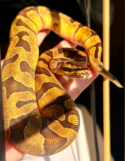 Ball Python, View more