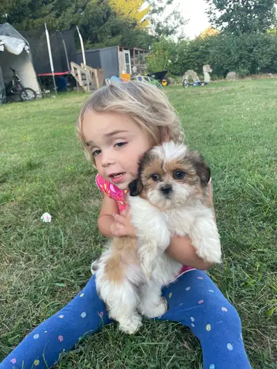 Shih Tzu puppies:UPDATE 2 boys and 1 girl, View more