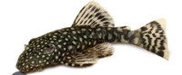 Pleco fish