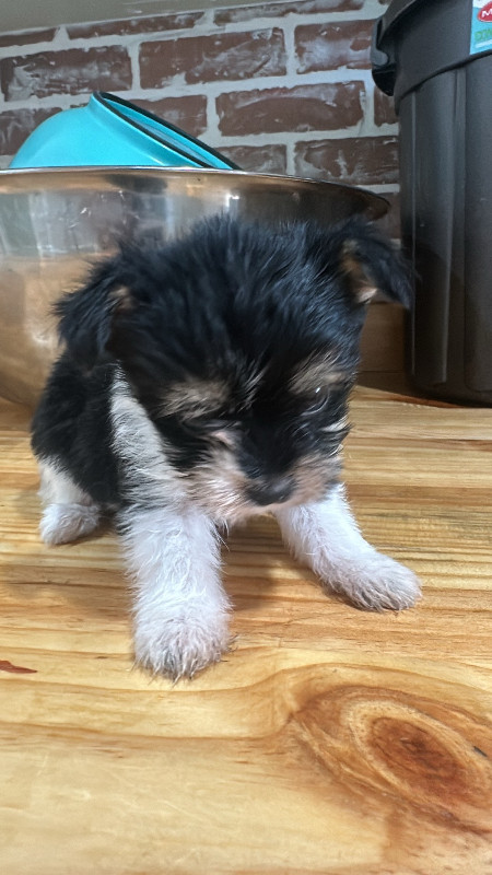 Miniature size tea cup yorkie in Dogs & Puppies for Rehoming in Oshawa / Durham Region - Image 2