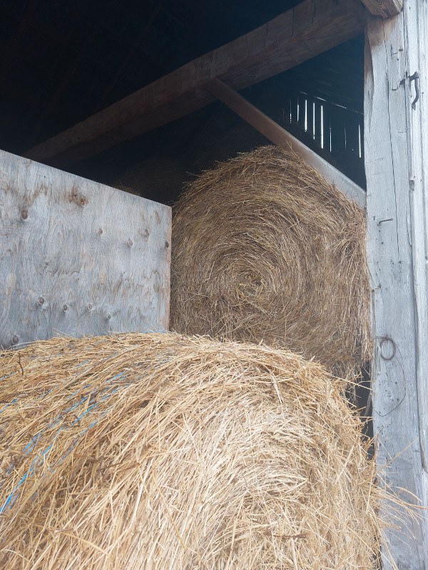 Hay for Sale in Livestock in Kawartha Lakes