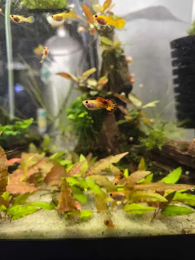 Glass belly short body phoenix guppy fish, View more