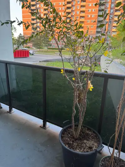 pomegranate for sell, View more