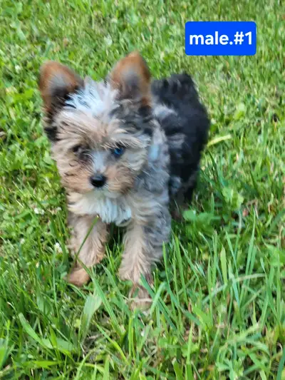 pure yorkie puppys, View more