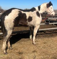 Rising 5yr old APHA mare 