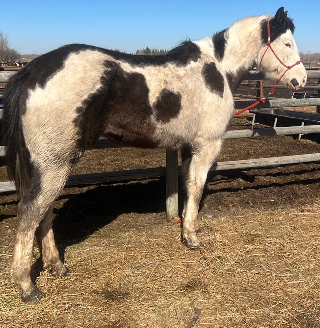 Rising 5yr old APHA mare  in Horses & Ponies for Rehoming in St. Albert