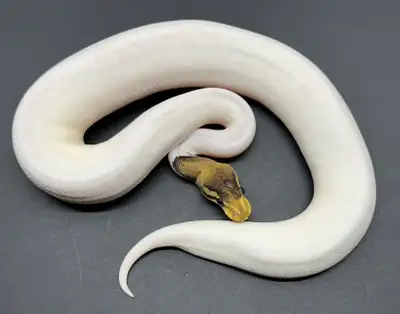 Male Ball Python , View more