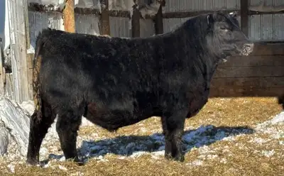 Yearling Angus bull, View more