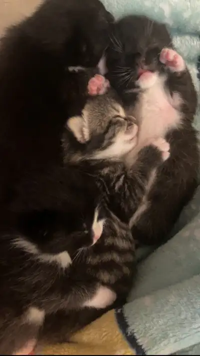 kittens for sale, View more