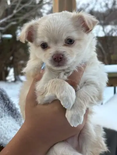 WHITE CHIHUAHUA MALE PUPPY 1 LEFT, View more