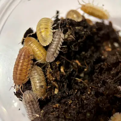Armadillidium Nasatum “Nosey Mix” Isopods, View more