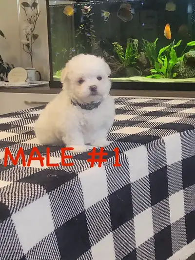 Adorable Purebred Maltese Puppies for Sale!, View more