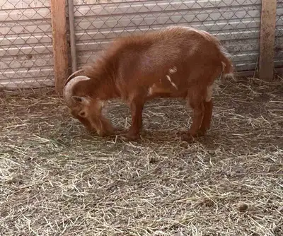 Nigerian Dwarf Herd Buck , View more