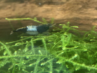Carbon rili neocaridina shrimp