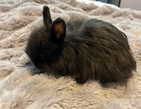 Purebred/Pedigreed Netherland Dwarf rabbit babies!