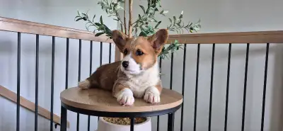 Corgi Puppies, View more
