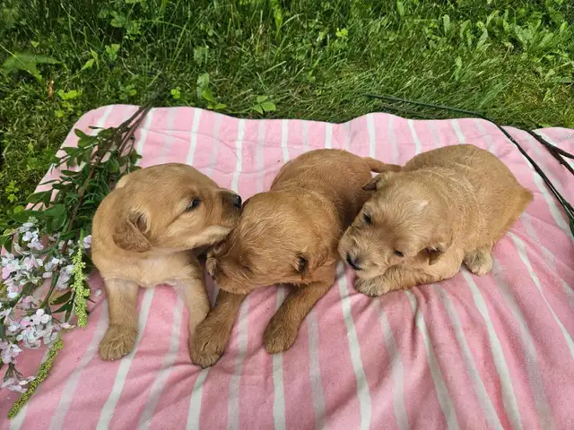 Goldendoodle F2B et Aussiedoodle F1 in Dogs & Puppies for Rehoming in City of Montréal - Image 3