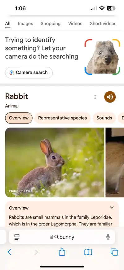 iso bonded pair rabbits, View more