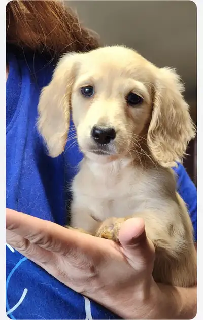 CKC Miniature Long Haired Dachshunds , View more