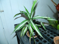 1 Dracaena Plant