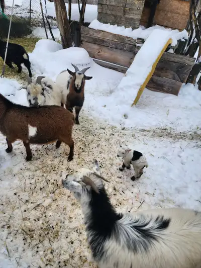 Goat herd, View more