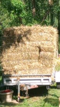 Straw for Sale
Large Orders Welcome!
Bales or loose by weight
