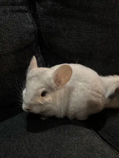 6mth old white chinchilla, View more