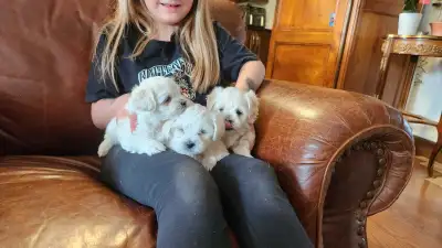 bichon mix, View more