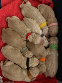 Purebred Golden Retriever Puppies CKC Registered