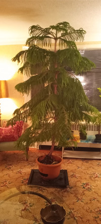 Norfolk Pine