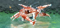 Red Galaxy Shrimps
