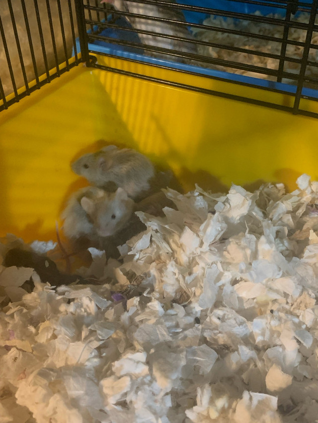 souris domestique dans Petits animaux à adopter  à Ouest de l’Île - Image 2