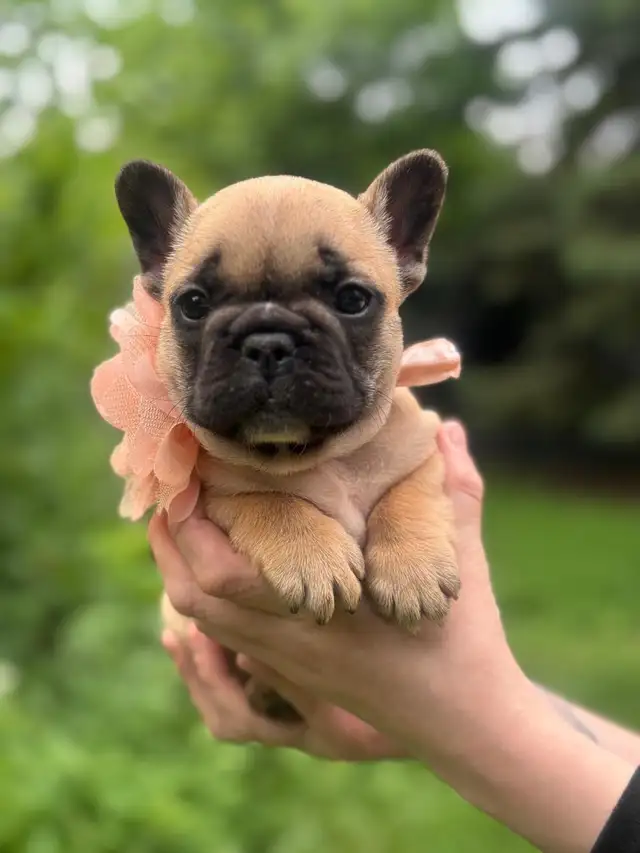 best quality French bulldog puppy’s in Dogs & Puppies for Rehoming in Laval / North Shore - Image 2