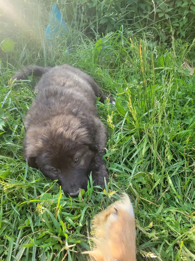 Caucasian/Dutch Sheppard & Bernese mountain cross puppies in Dogs & Puppies for Rehoming in Kitchener / Waterloo - Image 3