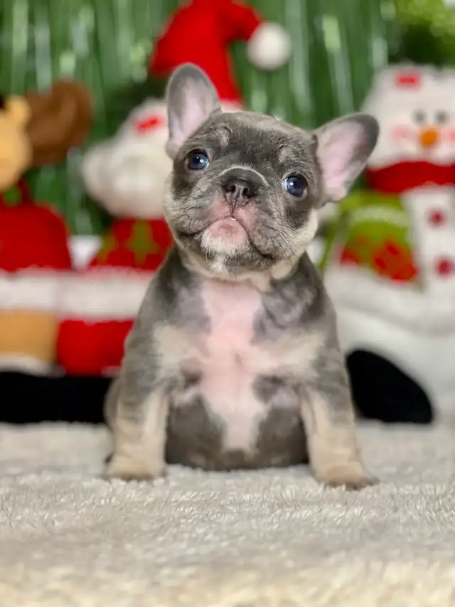 ♥️Ready now! French Bulldog puppies ♥️ in Dogs & Puppies for Rehoming in Calgary - Image 7