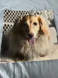 Cute dog pillow case! Brand new!