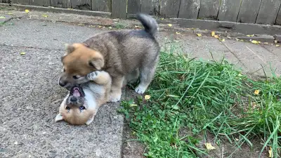 pure bred Shiba puppies , View more