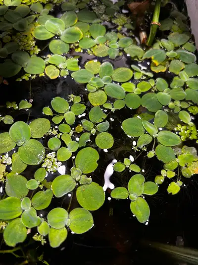 Floating Aquarium Plants , View more