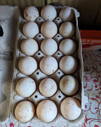 Hatching or eating  duck eggs
