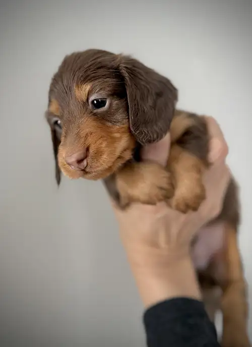 Only for a good home! Premium Linage Dachshund Purebred Puppies Longhaired Miniature Sired from regi...