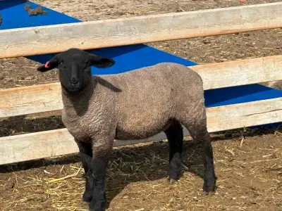 Lambs for sale!, View more