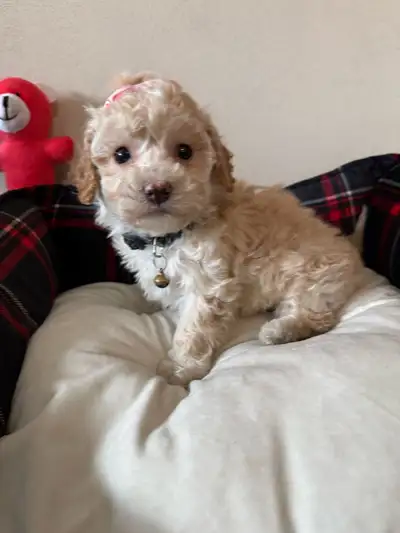 Beautiful Female Maltipoo Ready For Pickup Today❣️ 1 Female Left❣️ We have a beautiful litter of Mal...