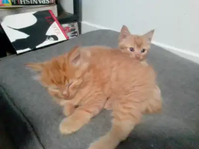 4 male orange kittens ready to go!!!, View more