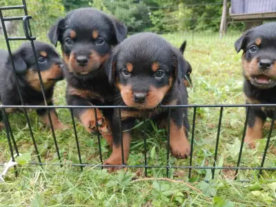 Rottweiler Von garten, View more