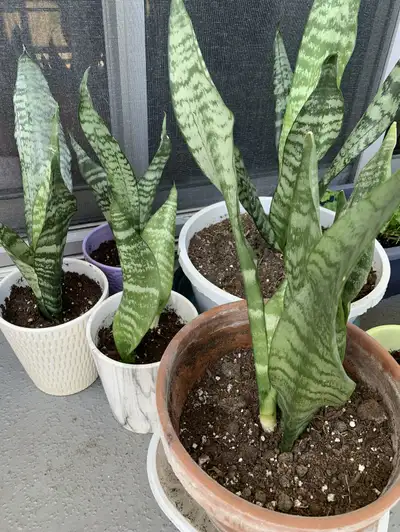 Snake plant, View more