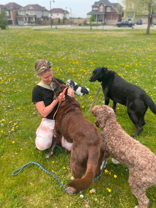 Full-time Dog Walker Available in Animal & Pet Services in Hamilton - Image 2