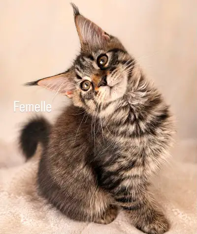 Purebreed Maine Coon européens prêts à partir, View more