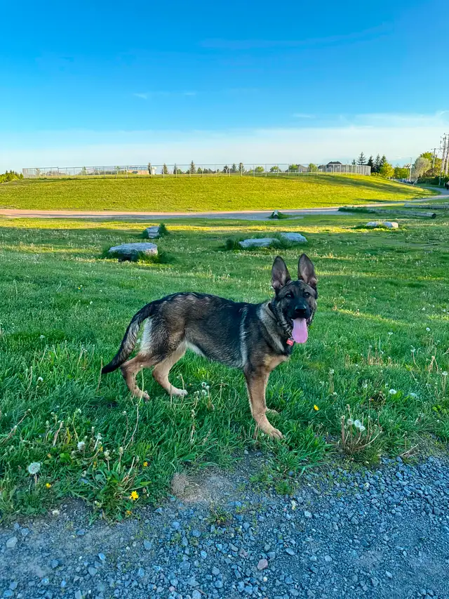 Pure German Shepherd (DDR) female puppy for sale‼️出售纯种东德牧羊犬‼️ in Dogs & Puppies for Rehoming in City of Montréal - Image 4